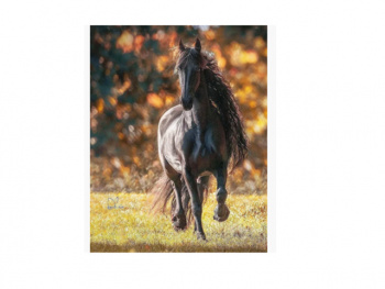 Картина по номерам арт. RA73833 Лошадь черная 40*50 в кор.